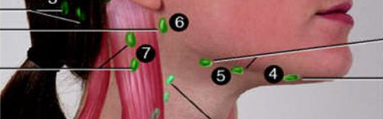 Lymph Glands of the Face and Neck