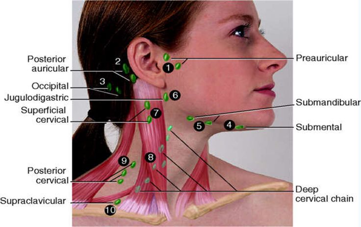 Lymph nodes affected by Lymphatic Facial Massage